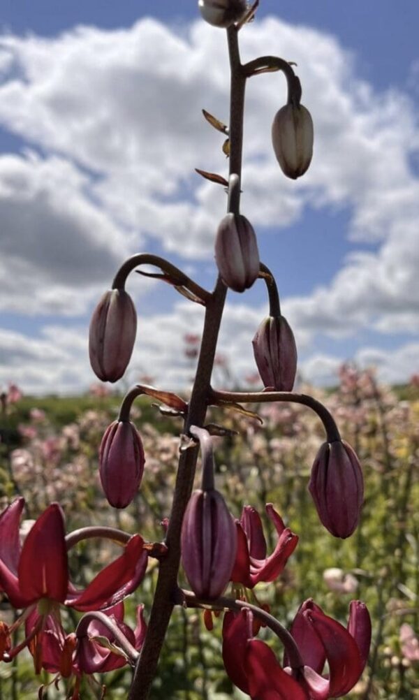 Close-up of dark purple flower buds on a tall stem against a cloudy sky.