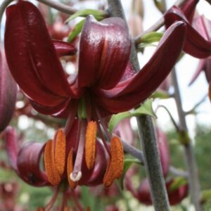 Close-up of a dark maroon lily flower with prominent stamens.