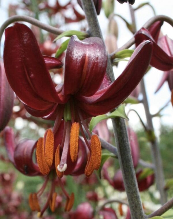 Close-up of a dark maroon lily flower with prominent stamens.