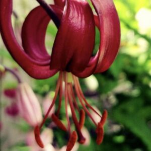 Glossy maroon lily hanging with exposed anthers