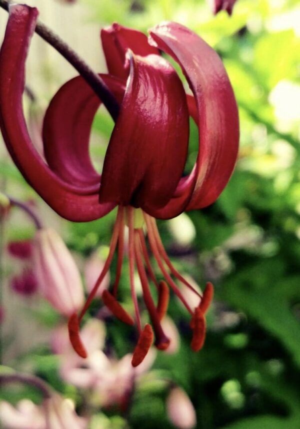 Glossy maroon lily hanging with exposed anthers