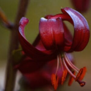 Close-up of a dark red flower with curved petals.