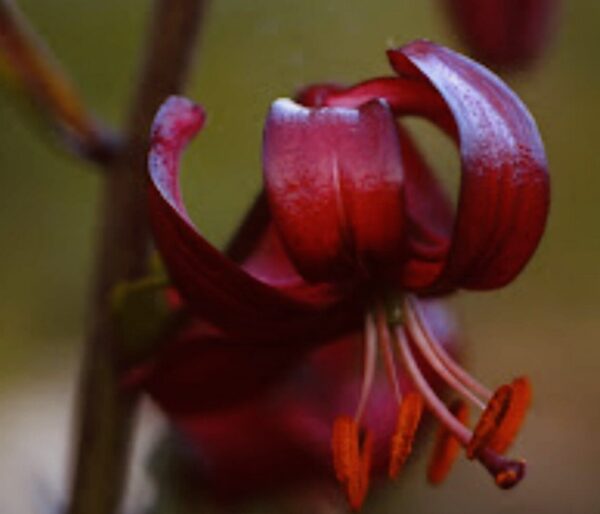 Close-up of a dark red flower with curved petals.