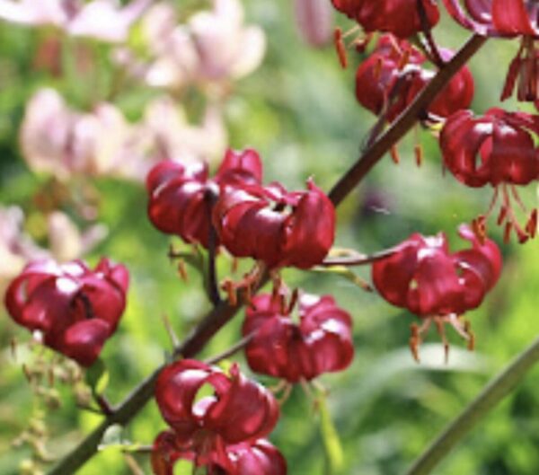 Close-up of unique red flowers with curled petals on a green background.