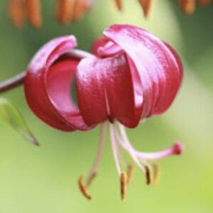 Close-up of a pink lily flower with curled petals.