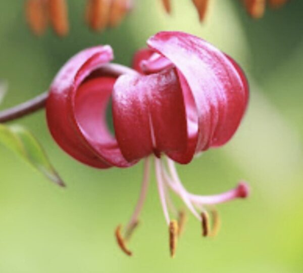 Close-up of a pink lily flower with curled petals.