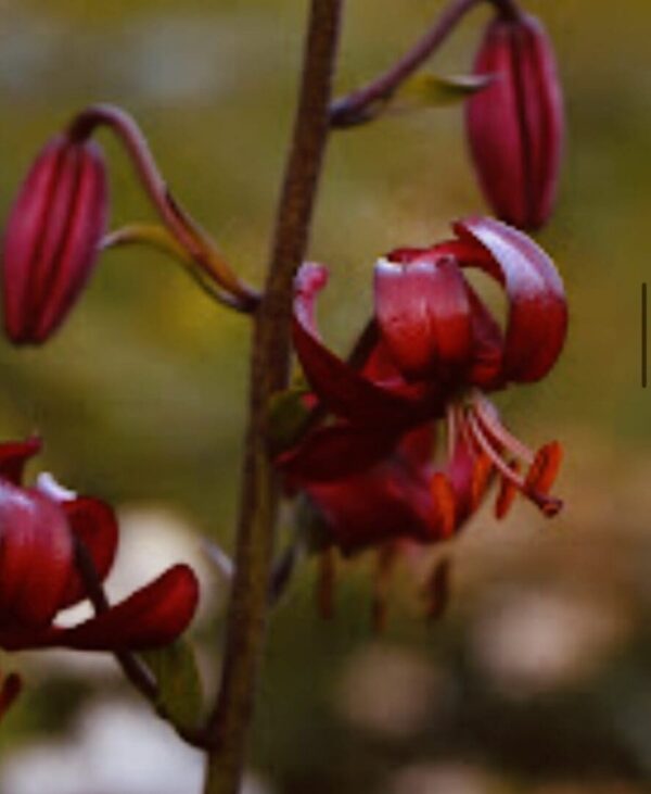 Close-up of red, curled flower petals with a blurred green background.