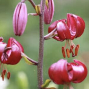 Close-up of vibrant red lilies with prominent stamens.