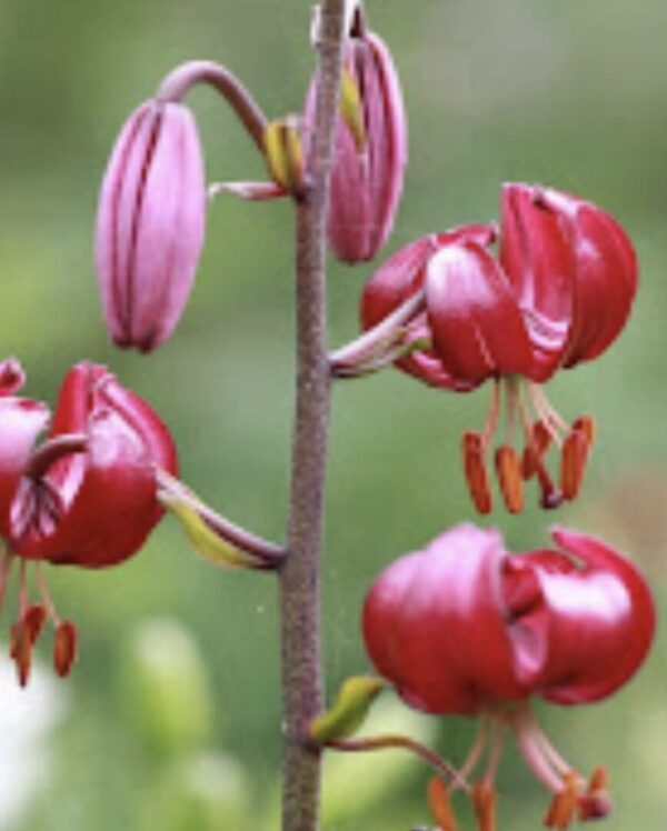 Close-up of vibrant red lilies with prominent stamens.
