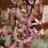 Close-up of pink and purple bell-shaped flowers on a plant.