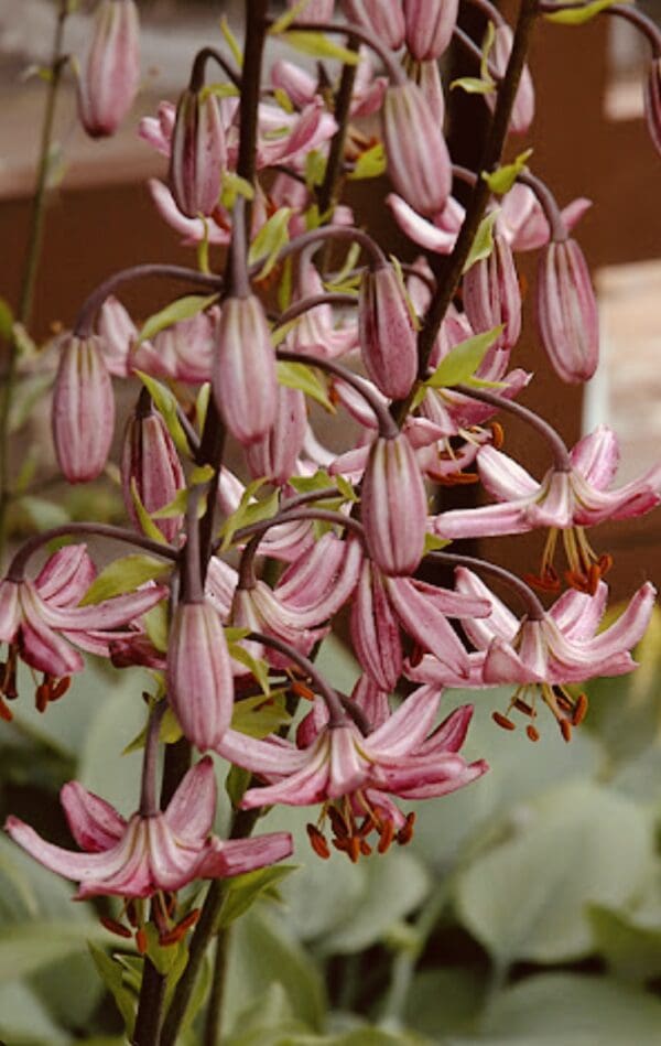 Close-up of pink and purple bell-shaped flowers on a plant.