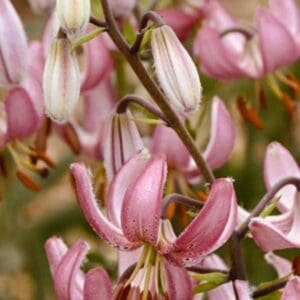 Close-up of pink and white lily flowers blooming.