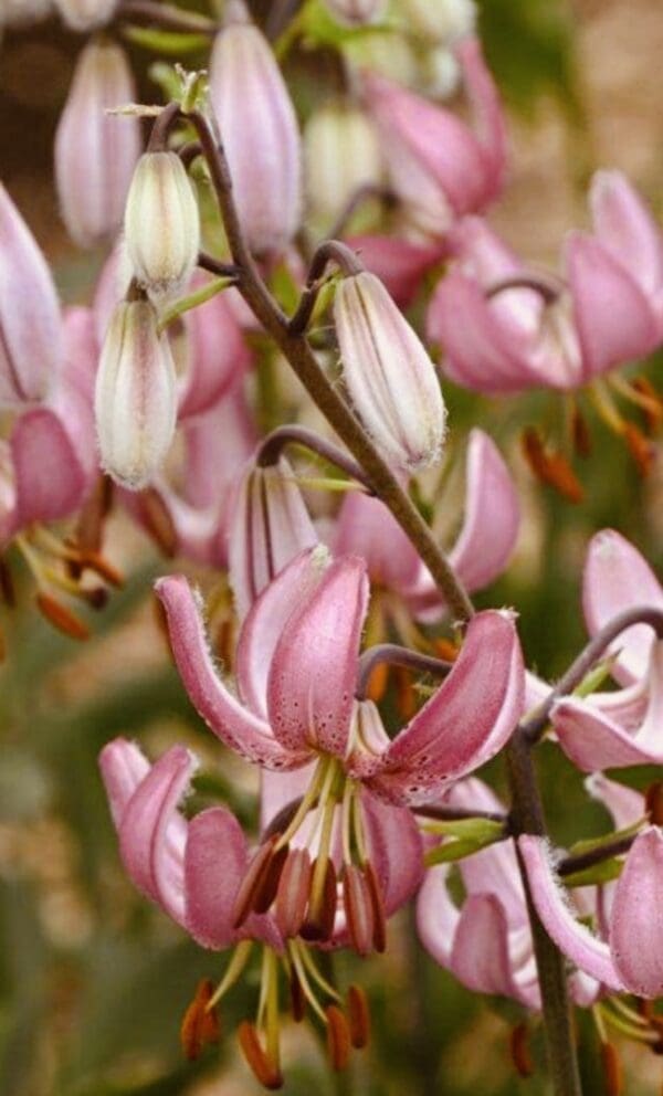 Close-up of pink and white lily flowers blooming.
