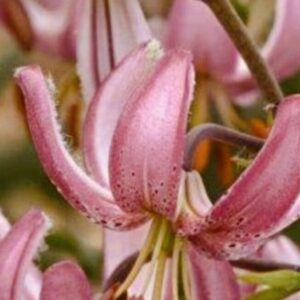 Cluster of nodding pink lilies with speckled petals