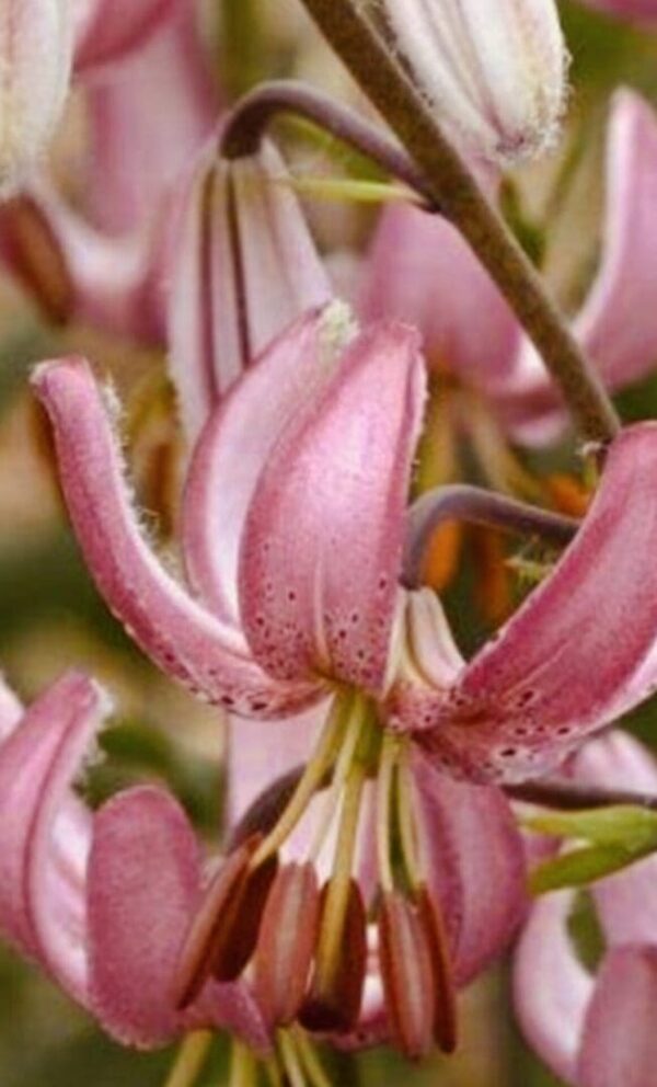 Cluster of nodding pink lilies with speckled petals