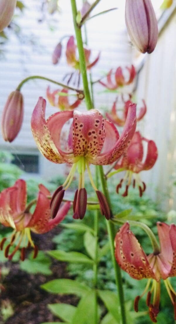Close-up of a pink tiger lily flower with spotted petals and raindrops.