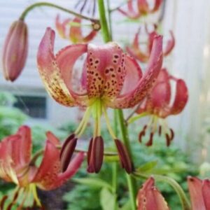 Close-up of a pink tiger lily flower with spotted petals and raindrops.