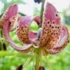 Close-up of a pink tiger lily with spotted petals.