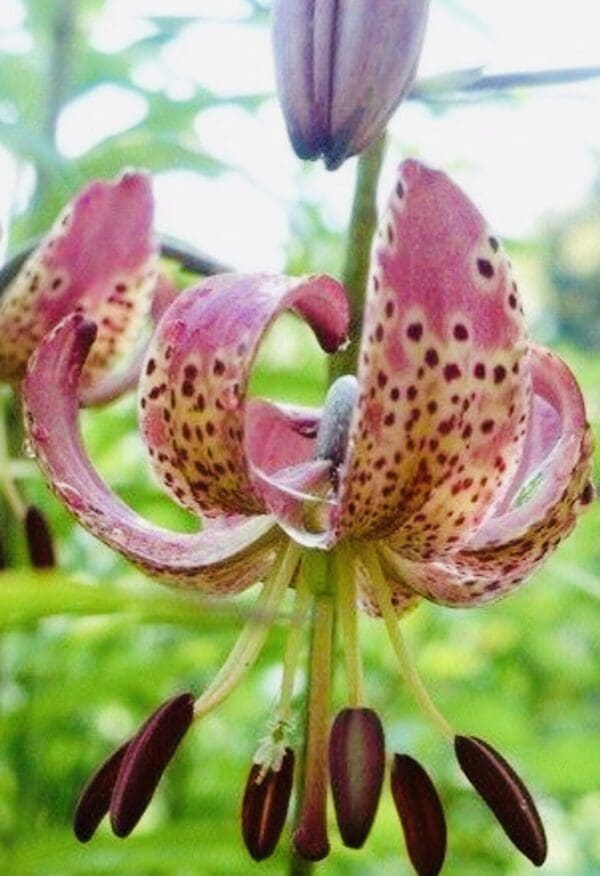 Close-up of a pink tiger lily with spotted petals.