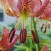 Close-up of a pink lily flower with prominent stamens and speckled petals.