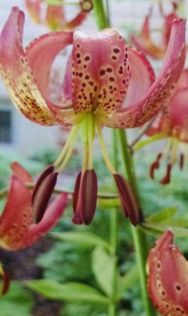 Close-up of a pink lily flower with prominent stamens and speckled petals.