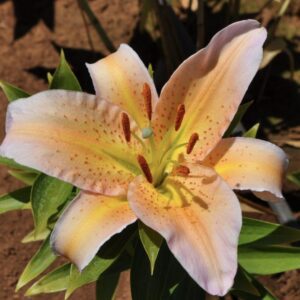 Close-up of a delicate peach and yellow lily flower in bloom.
