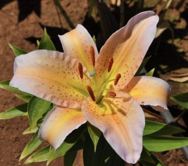 Close-up of a delicate peach and yellow lily flower in bloom.