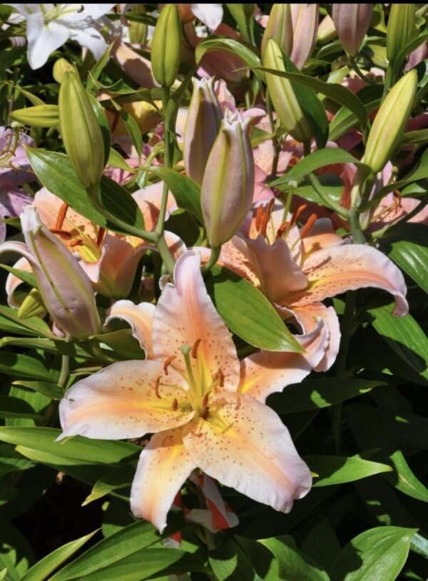 Peach-colored lilies blooming vibrantly in a garden.
