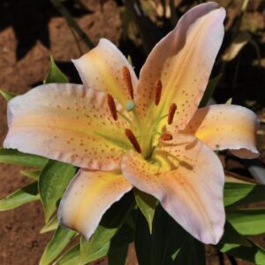 A close-up of a pale peach lily flower with prominent stamens.