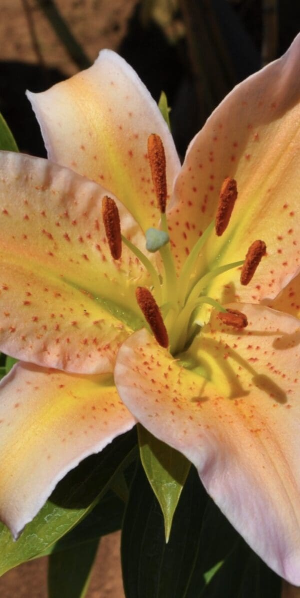 Close-up of a yellow lily flower with dark speckles and prominent stamens.
