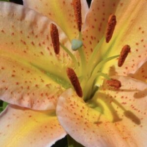 Close-up of a yellow lily flower with dark speckles and prominent stamens.