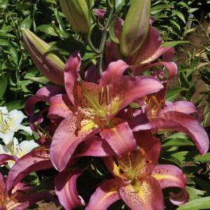 Vibrant pink lilies blooming in a garden with lush green foliage.