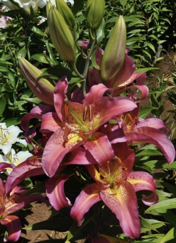 Vibrant pink lilies blooming in a garden with lush green foliage.