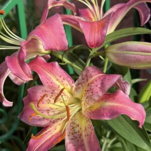 Close-up of vibrant pink lilies with speckled petals and green foliage.