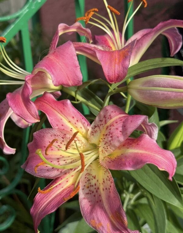 Close-up of vibrant pink lilies with speckled petals and green foliage.