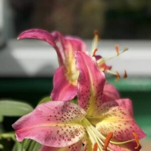 Close-up of a vibrant pink and yellow lily flower.