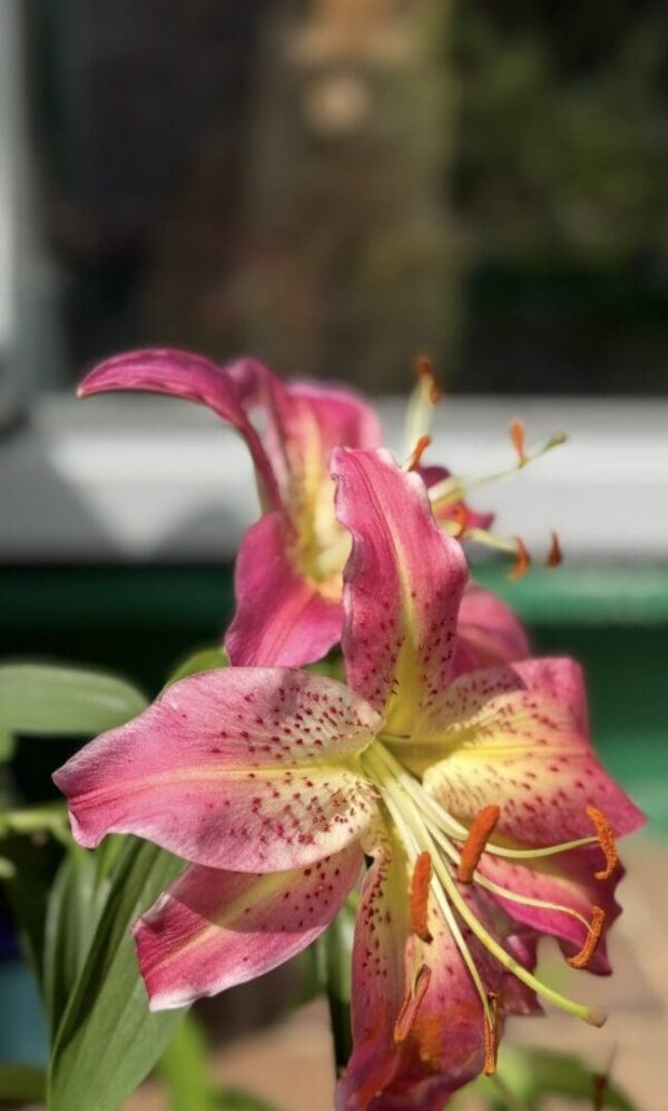 Close-up of a vibrant pink and yellow lily flower.