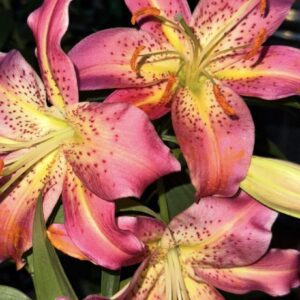 Close-up of vibrant pink and yellow lilies in bloom.