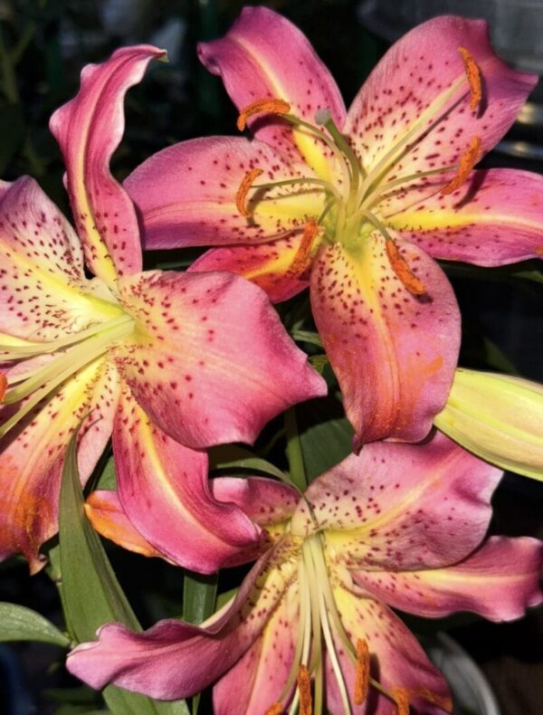 Close-up of vibrant pink and yellow lilies in bloom.