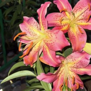 Bright pink and yellow lilies blooming in a garden.