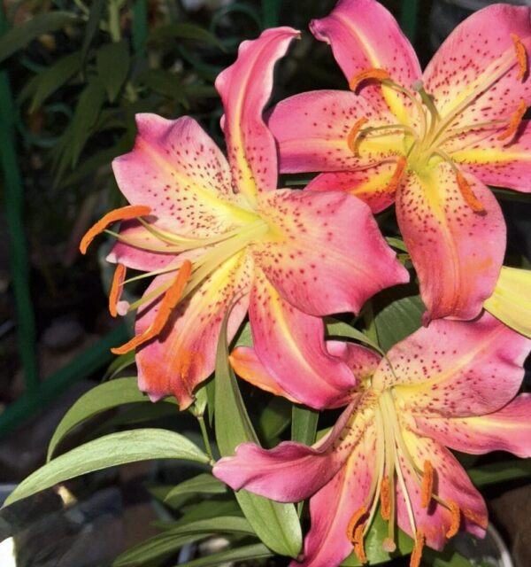 Bright pink and yellow lilies blooming in a garden.