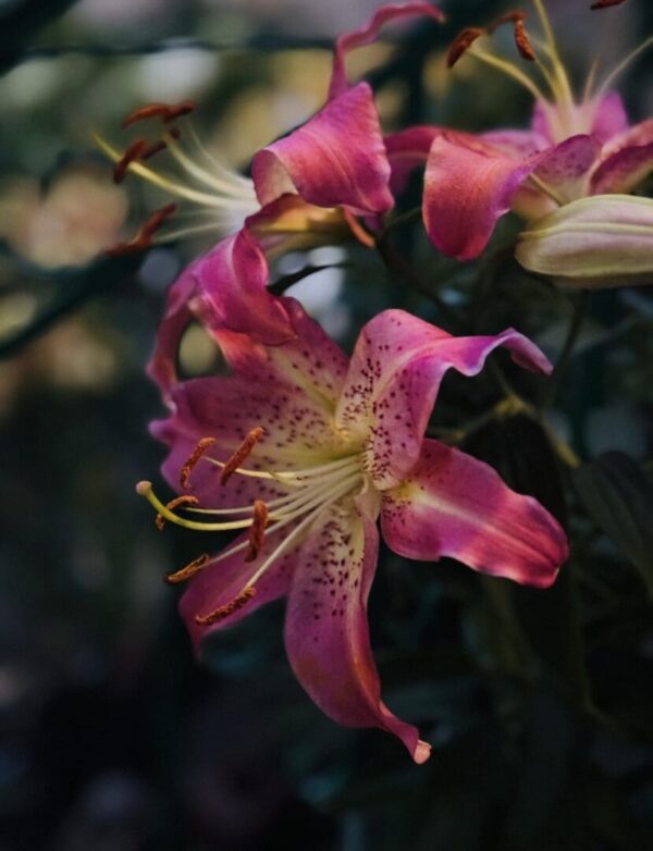 Close-up of vibrant pink lily flowers with detailed stamens.