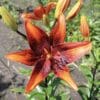 A vibrant orange lily flower in full bloom.