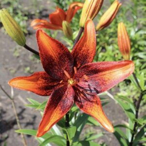Single deep-orange lily with speckled center