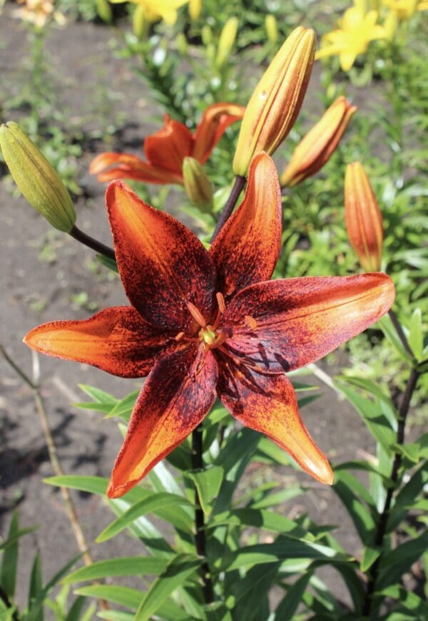 A vibrant orange lily flower in full bloom.