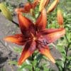 A vibrant orange lily flower with dark red accents in full bloom.