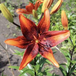 A vibrant orange lily flower with dark red accents in full bloom.