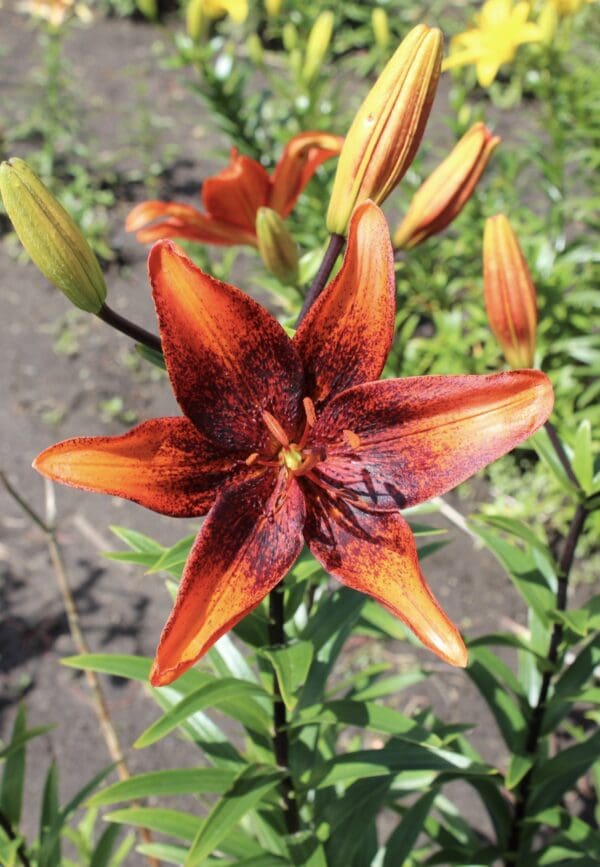 A vibrant orange lily flower with dark red accents in full bloom.