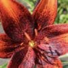 Close-up of a vibrant red and orange lily flower in bloom.