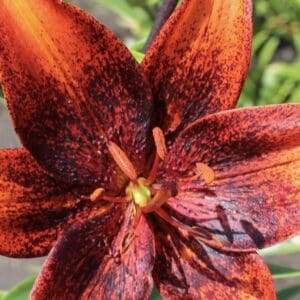 Close-up of a vibrant red and orange lily flower in bloom.